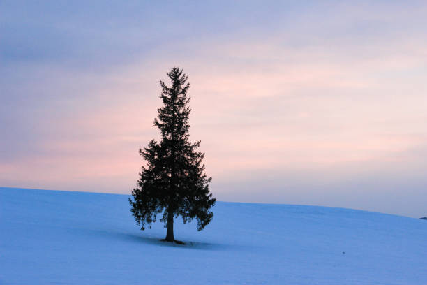 istock Winter sunset and pine tree in Biei 1181139668