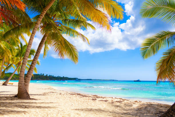 istock Tropical white sand beach with palms and sea 1181139713
