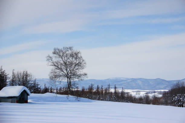 Snow field and winter grove Snow field and winter grove larix kaempferi stock pictures, royalty-free photos & images