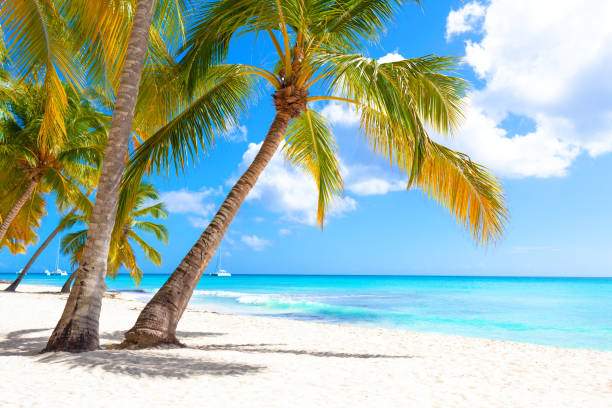 istock Tropical white sand beach with palms and sea 1181139764