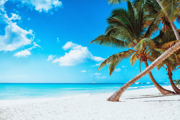 istock Tropical white sand beach with palms and sea 1181139767