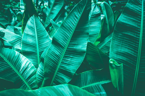 istock tropical banana leaf texture in garden, abstract green leaf 1181139798