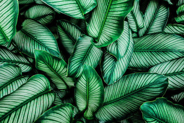 istock abstract green texture, nature background, tropical leaf 1181139901