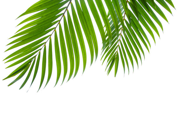 foglia di cocco tropicale isolata su sfondo bianco - foglia di palma foto e immagini stock