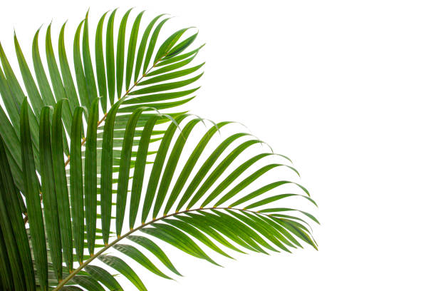 foglia di cocco tropicale isolata su sfondo bianco - foglia foto e immagini stock