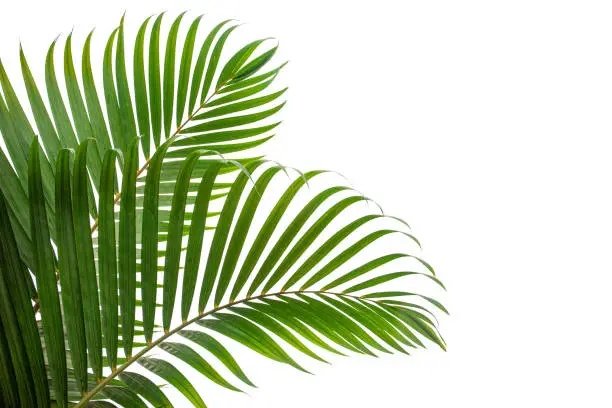 tropical coconut leaf isolated on white background, summer background