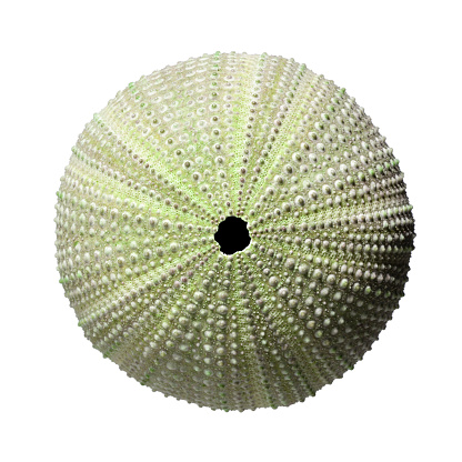 Sea urchin shell on white background.