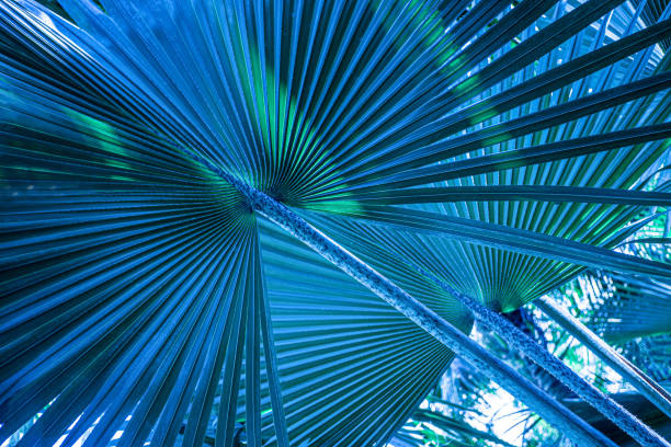 Palm grove against the blue sky. Silhouette of tall palm trees. Tropical evening landscape. Beautiful tropical nature