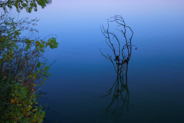 Dead branch coming out of the water near a foliage