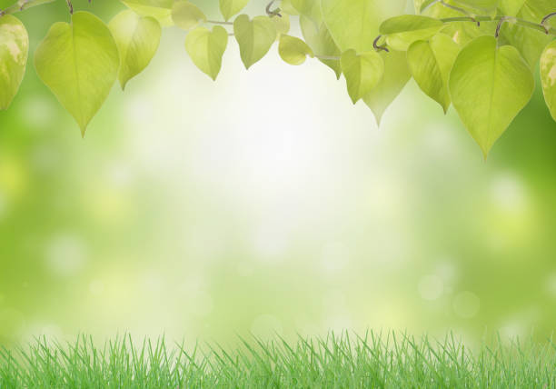 istock Spring or summer abstract green nature 1181141918