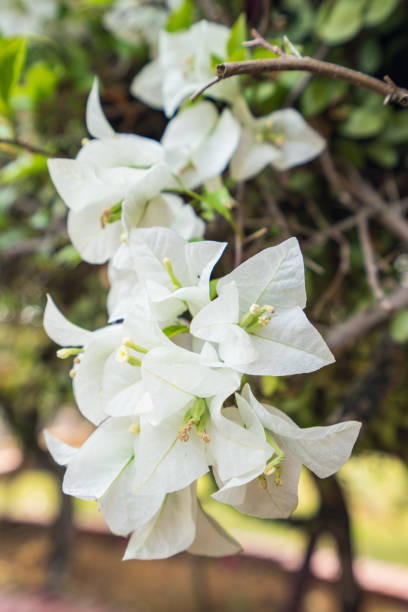 istock White and Pink Triangle Plum 1181142915
