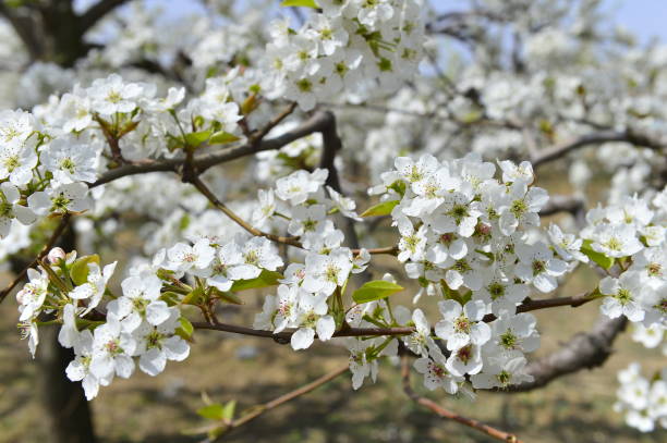 istock Pear flower in full bloom in spring 1181143278