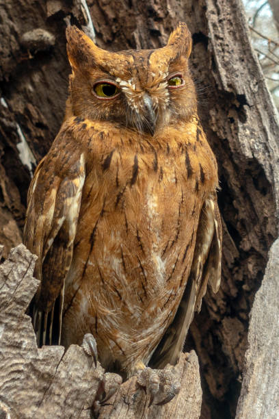 istock Madagascar Scops-owl  ( Otus rutilus), Pemba Dwergooruil, Malagasy 1181143399
