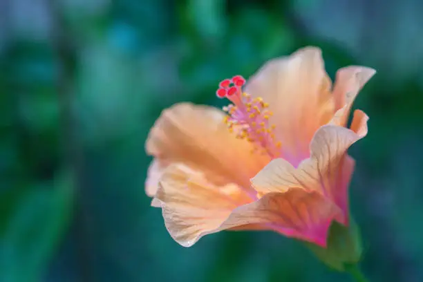 Beautiful Hibiscus flowers in the garden.Hibiscus Rosa-Sinensis flower known as Chinese hibiscus,China rose,Hawaiian hibiscus.