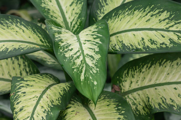 istock Close up Aglaonena modestum Schott plant. 1181144604