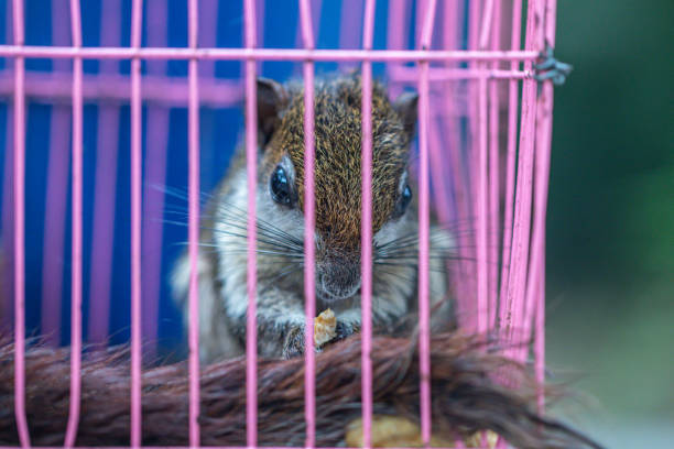 istock A brown squirrel  in the cage. 1181144693