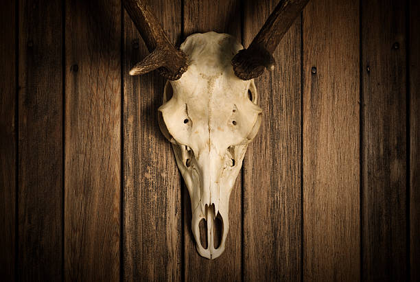 crâne de cerf sur bois sombre - deer skull photos et images de collection