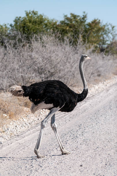 istock Ostrich crossing the Road in Etosha 1181145923