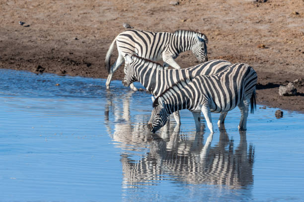 istock Zebras in Etosha National Park. 1181145962