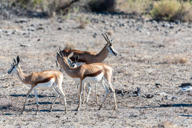 istock Impalas in Etosha National Park 1181146053