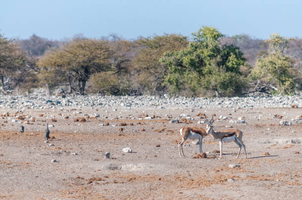 istock Impalas near a waterhole in Etosha 1181146146