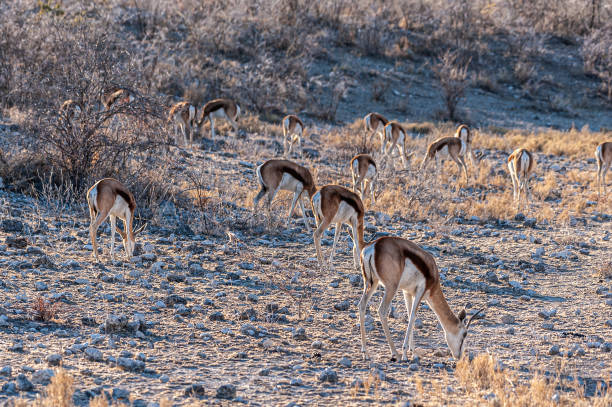 istock Impalas in Etosha National Park 1181146215