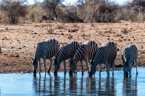 istock A group of Zebras in Etosha 1181146223