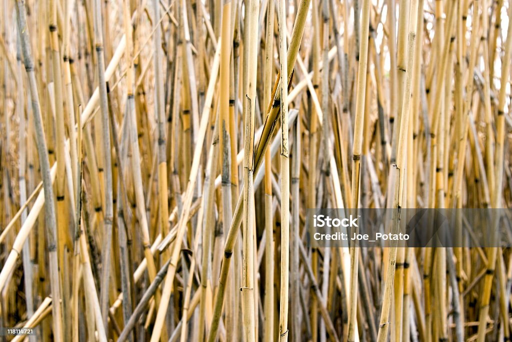 Болотный Reeds - Стоковые фото Аир роялти-фри