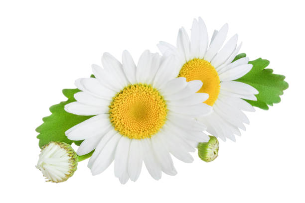 istock one chamomile or daisies with leaves isolated on white background 1181147469