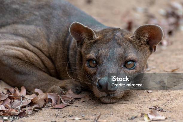 The Detail Of Fossa Unique Endemic Species Stock Photo - Download Image Now