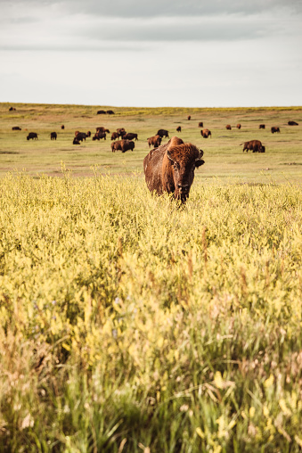 Buffalo at Badlands National Park