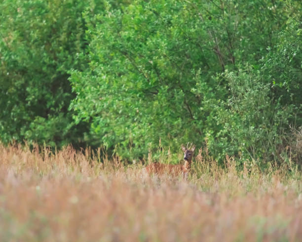 istock Young roebuck between tall grass in bushy area. 1181148800
