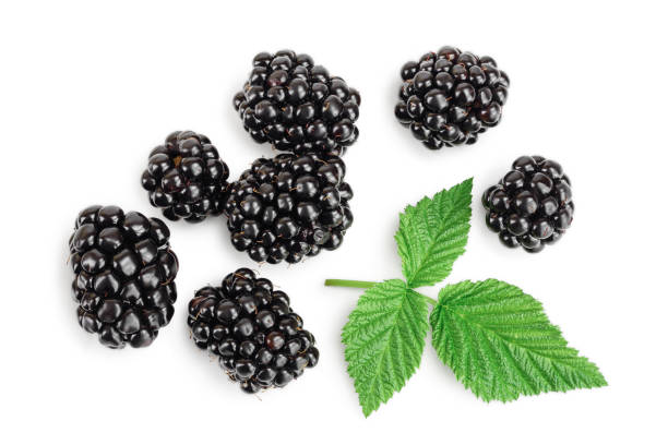 istock blackberry with leaf isolated on a white background closeup 1181149630