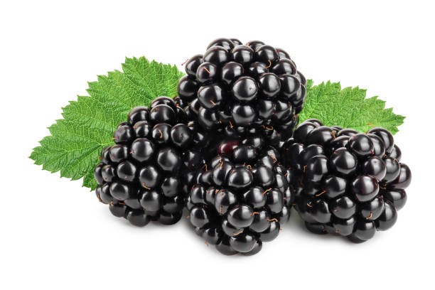 istock blackberry with leaf isolated on a white background closeup 1181149631