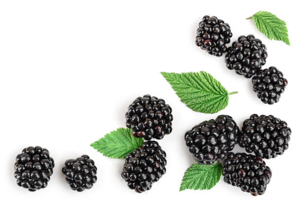 istock blackberry with leaf isolated on a white background. With copy space for your text. Top view. Flat lay 1181149633