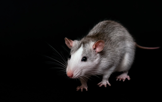 Young gray rat isolated on dark black background. Rodent pets. Domesticated rat close up. The rat is looking at the camera