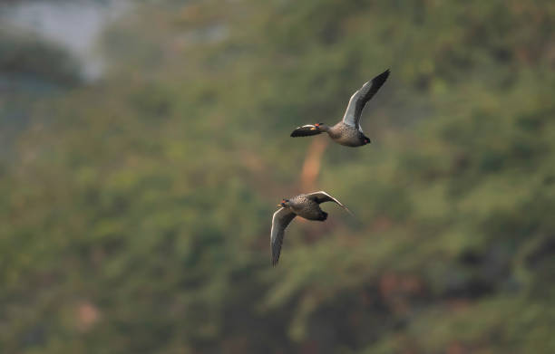 istock Indian Spot billed Duck 1181150068