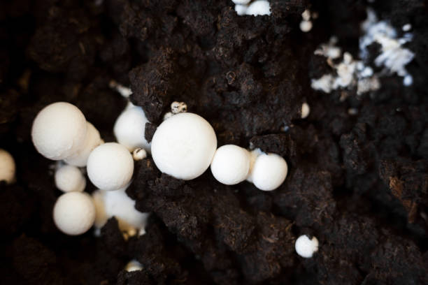 istock Button mushrooms in the ground 1181150264