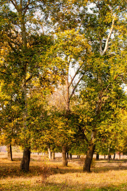 istock yellowed leaves on the poplar trees. 1181150343