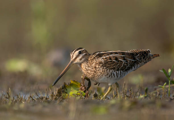 Beautiful Bird Common snipe Closeup in morning Beautiful old worl Common snipe Closeup in morning charadriiformes stock pictures, royalty-free photos & images