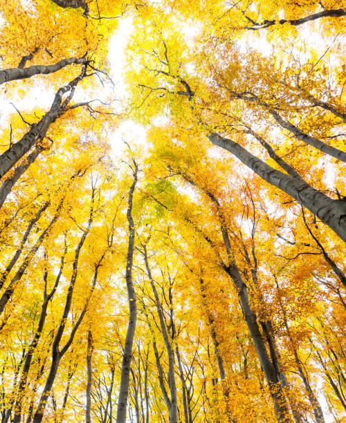 istock Yellow trees against the sky 1181150947