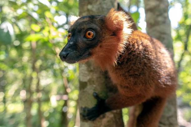 Portrait of Black and white ruffed lemur Varecia variegate, looking in camera, on the tree in Madagascar.