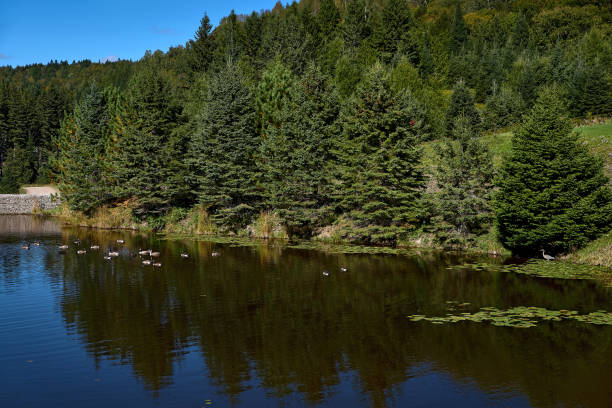 view of the pond in a nature reserve, cloudless blue sky, mirrored trees in the water, egret and ducks, in quebec harrington. travel to canada - leafes autumn grass nature imagens e fotografias de stock