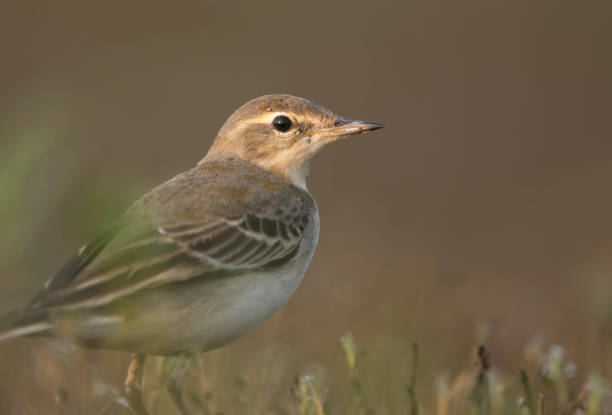 istock The wagtail Closeup in morning 1181154142