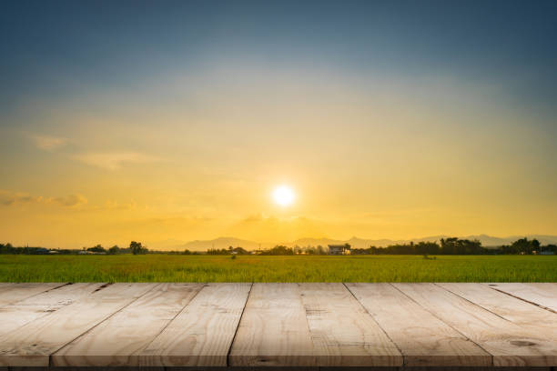 istock Rice field sunset and Empty wood table for product display and montage. 1181154283
