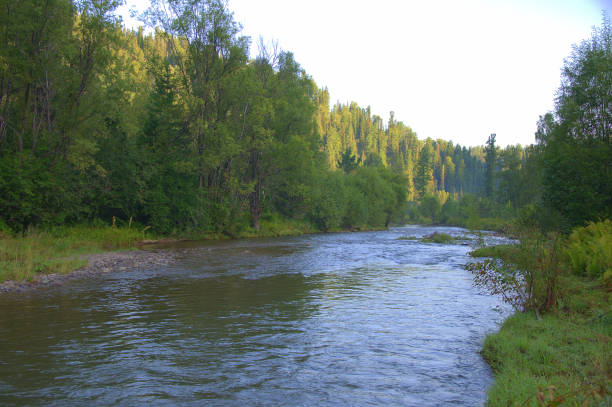 istock Calm shallow river flowing through the Matins coniferous forest. 1181155690