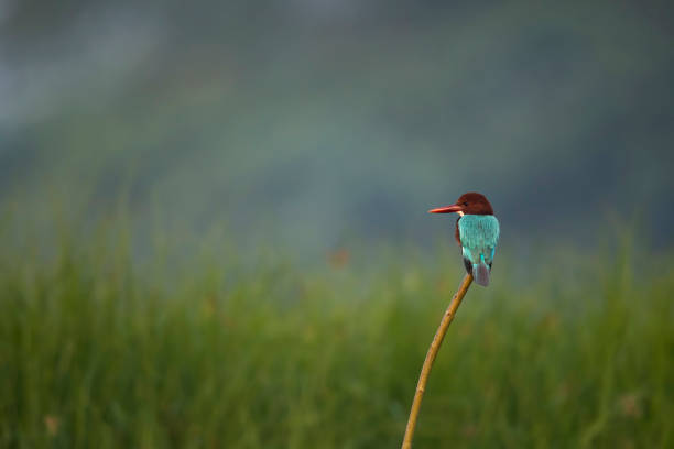 White-throated Kingfisher on perch in winter morning stock photo