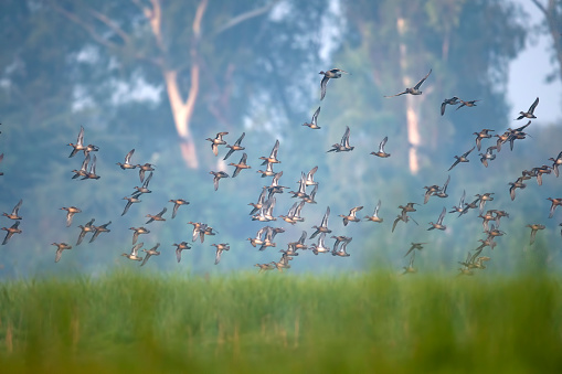 Flock of ducks flying in foggy morning in winter