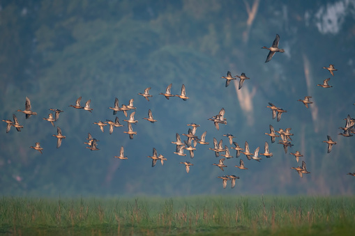 Flock of ducks  flying in morning