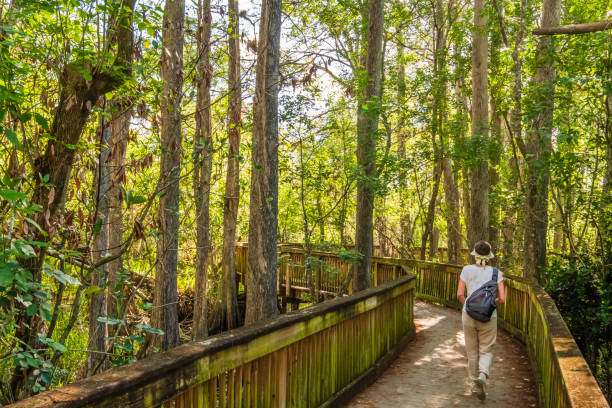 istock Florida (US) - Big Cypress National Preserve 1181156552